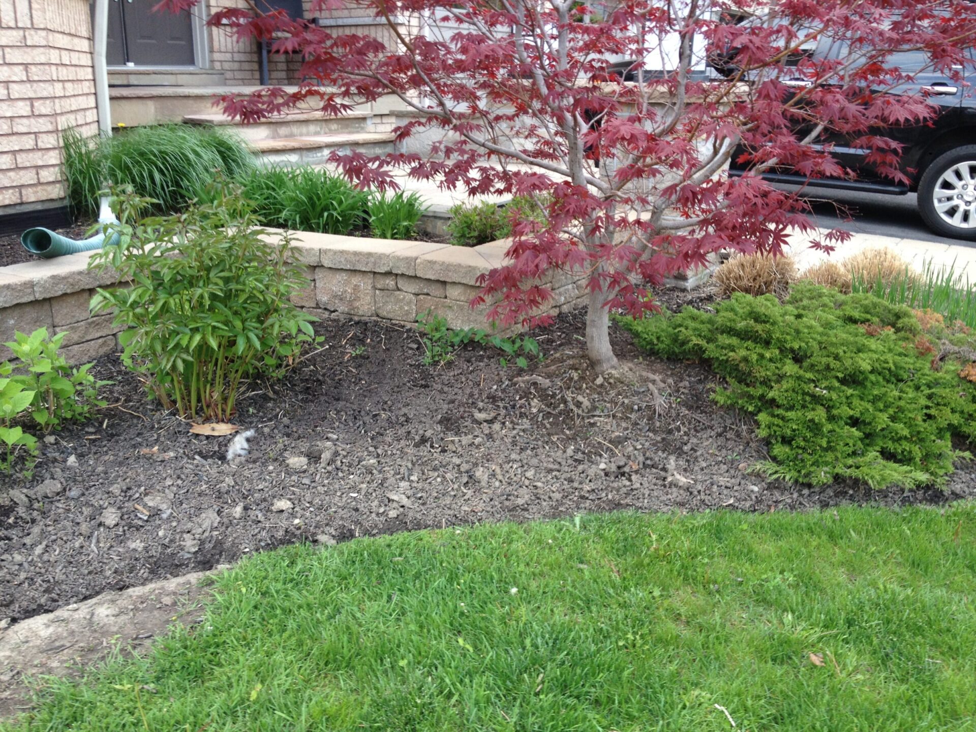 A small garden features a red tree, green shrubs, and a stone wall by a brick building and parked car in a suburban setting.