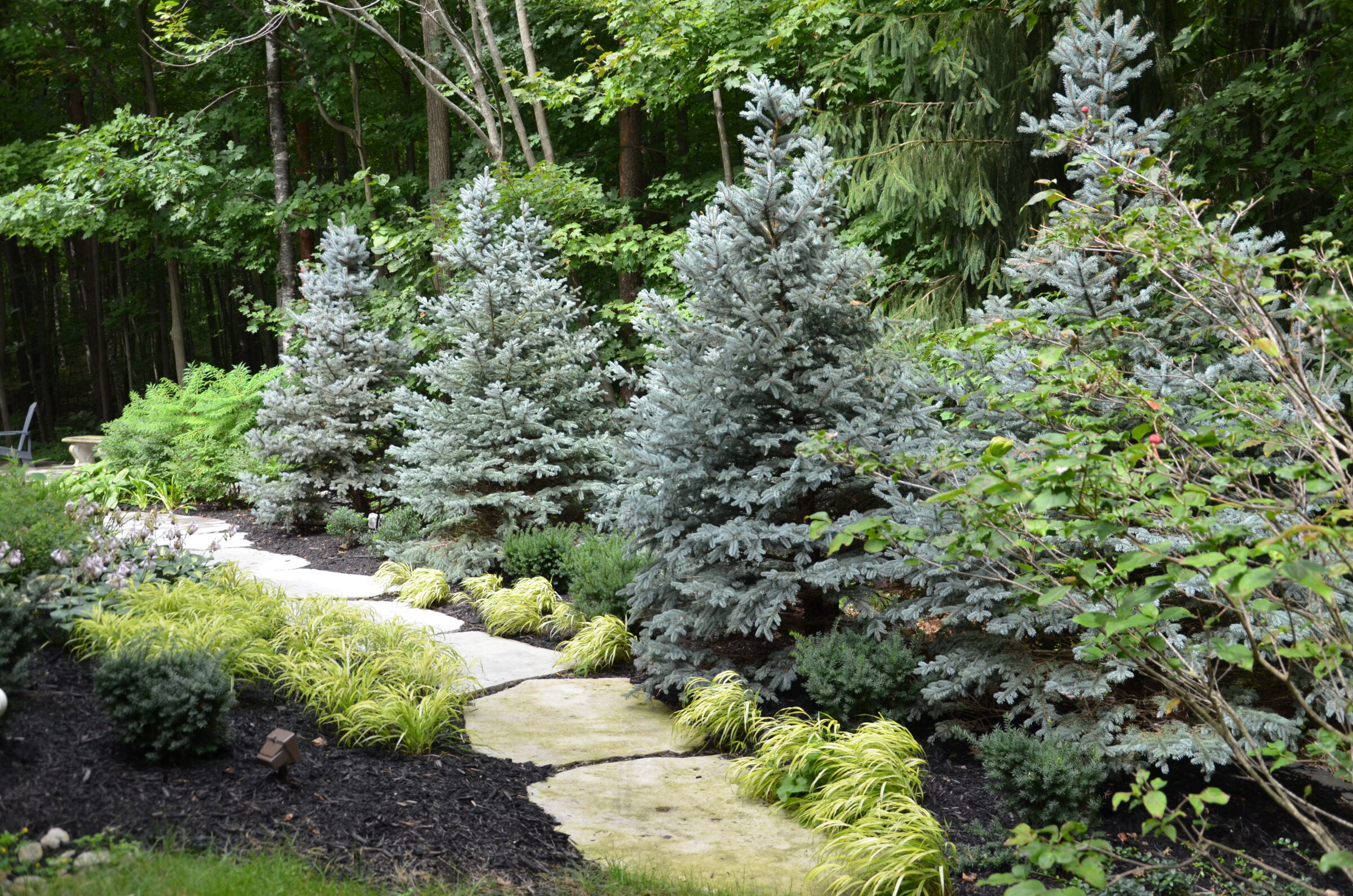 A serene garden pathway surrounded by lush greenery, including evergreens and ferns, set in a forested area with abundant natural beauty.