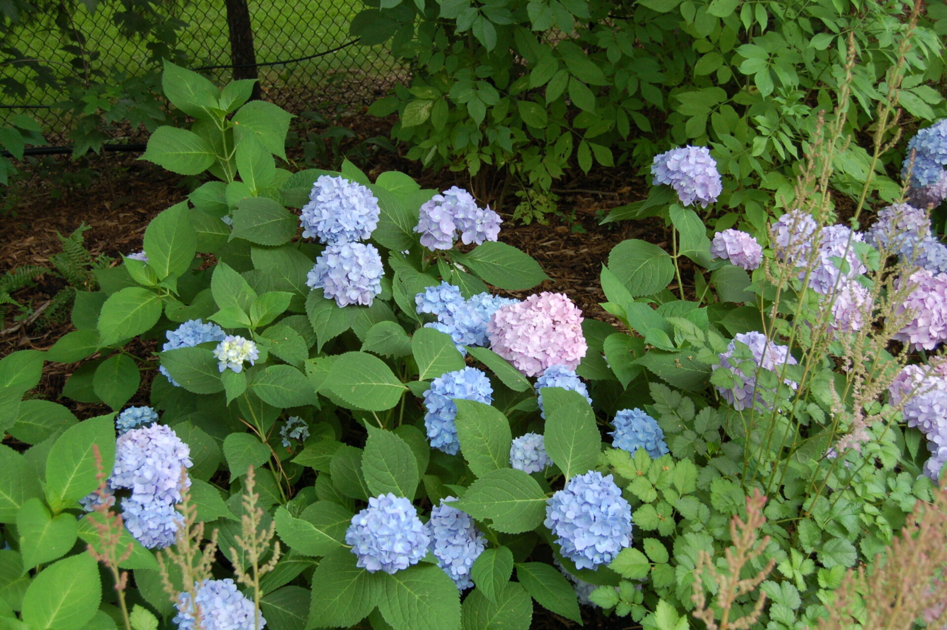 A lush garden features blooming hydrangeas in shades of blue and pink, surrounded by green foliage, with a fence in the background.