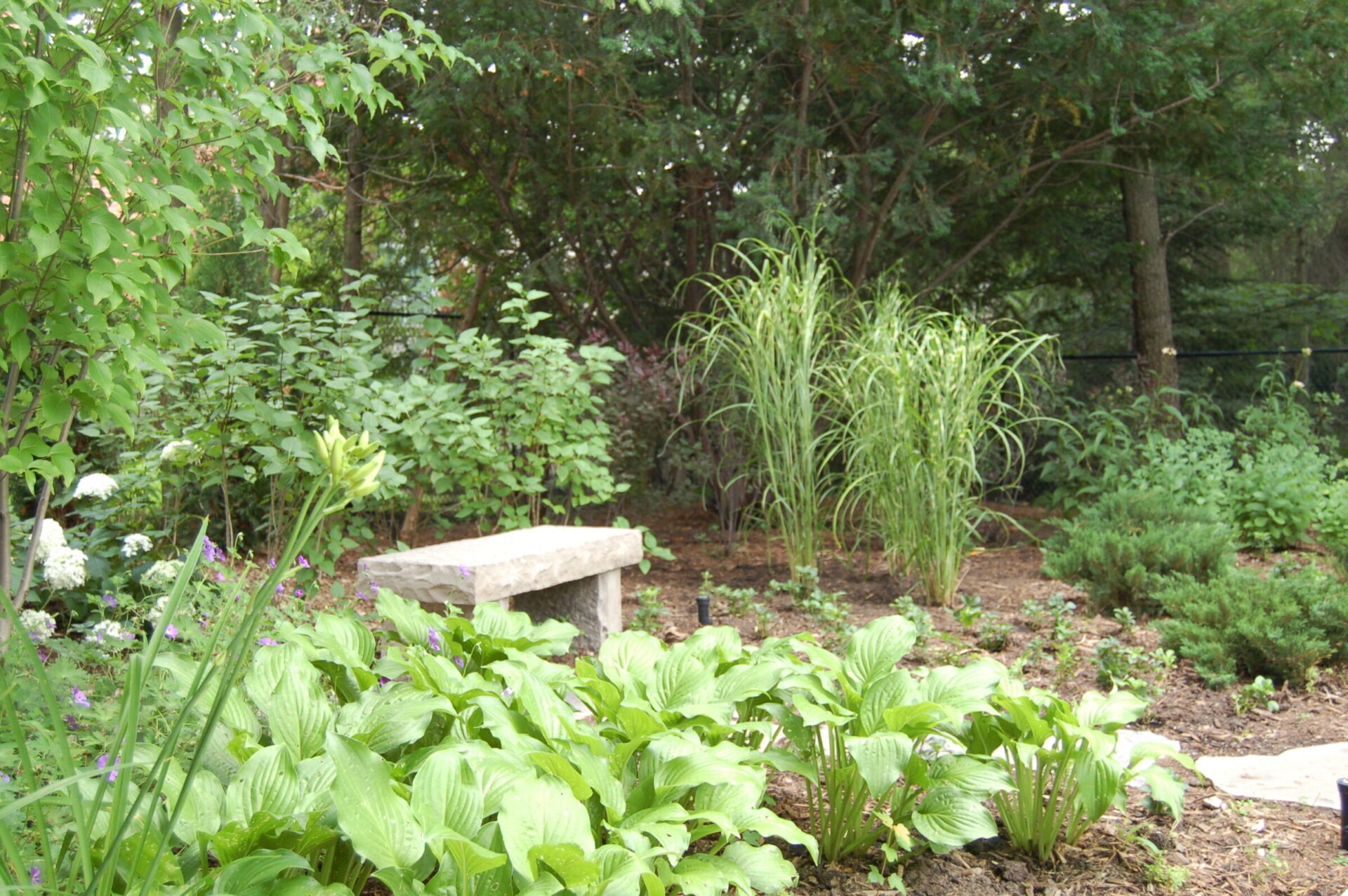 A lush garden with a stone bench surrounded by diverse green plants and trees, creating a serene natural environment.