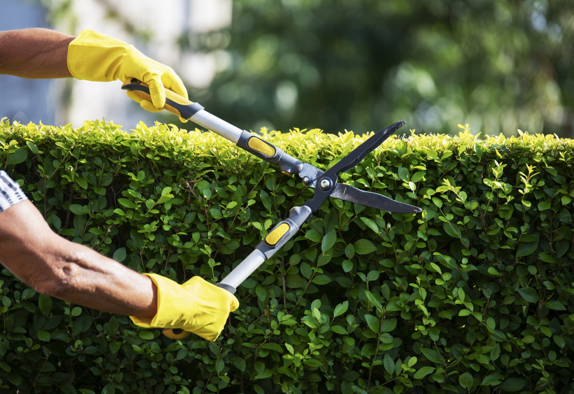 A person wearing yellow gloves trims a lush green hedge with garden shears in a sunny outdoor setting.