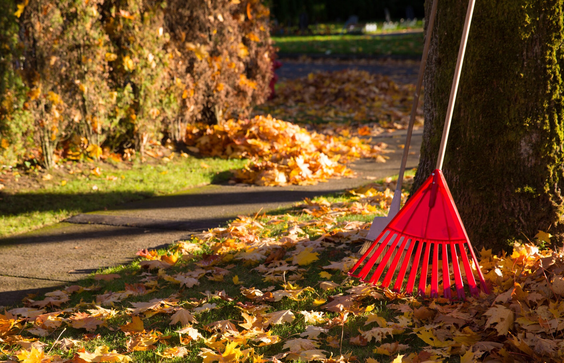 A red rake leans against a tree amidst fallen autumn leaves along a sunlit sidewalk, surrounded by lush greenery and foliage.