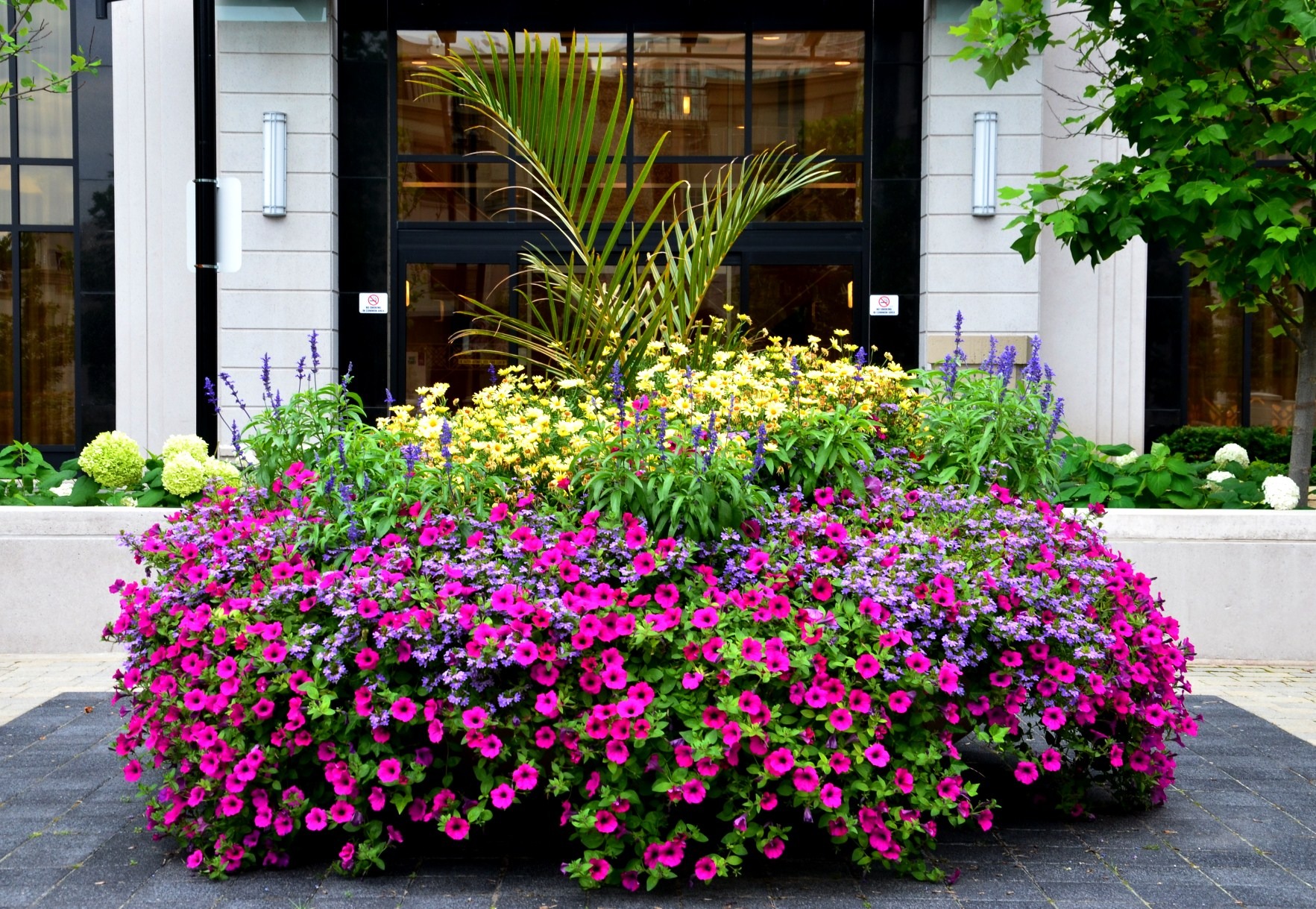 A vibrant flower bed with pink, purple, and yellow blooms outside a modern building entrance, adorned with glass doors and lush green foliage.