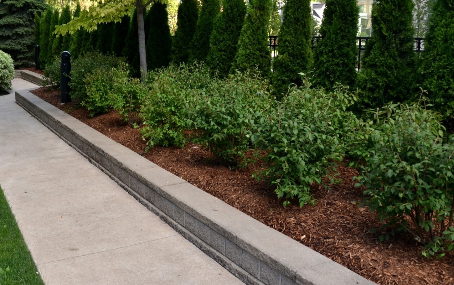 A person walks along a landscaped pathway with neatly trimmed bushes, surrounded by tall green trees and a stone retaining wall.