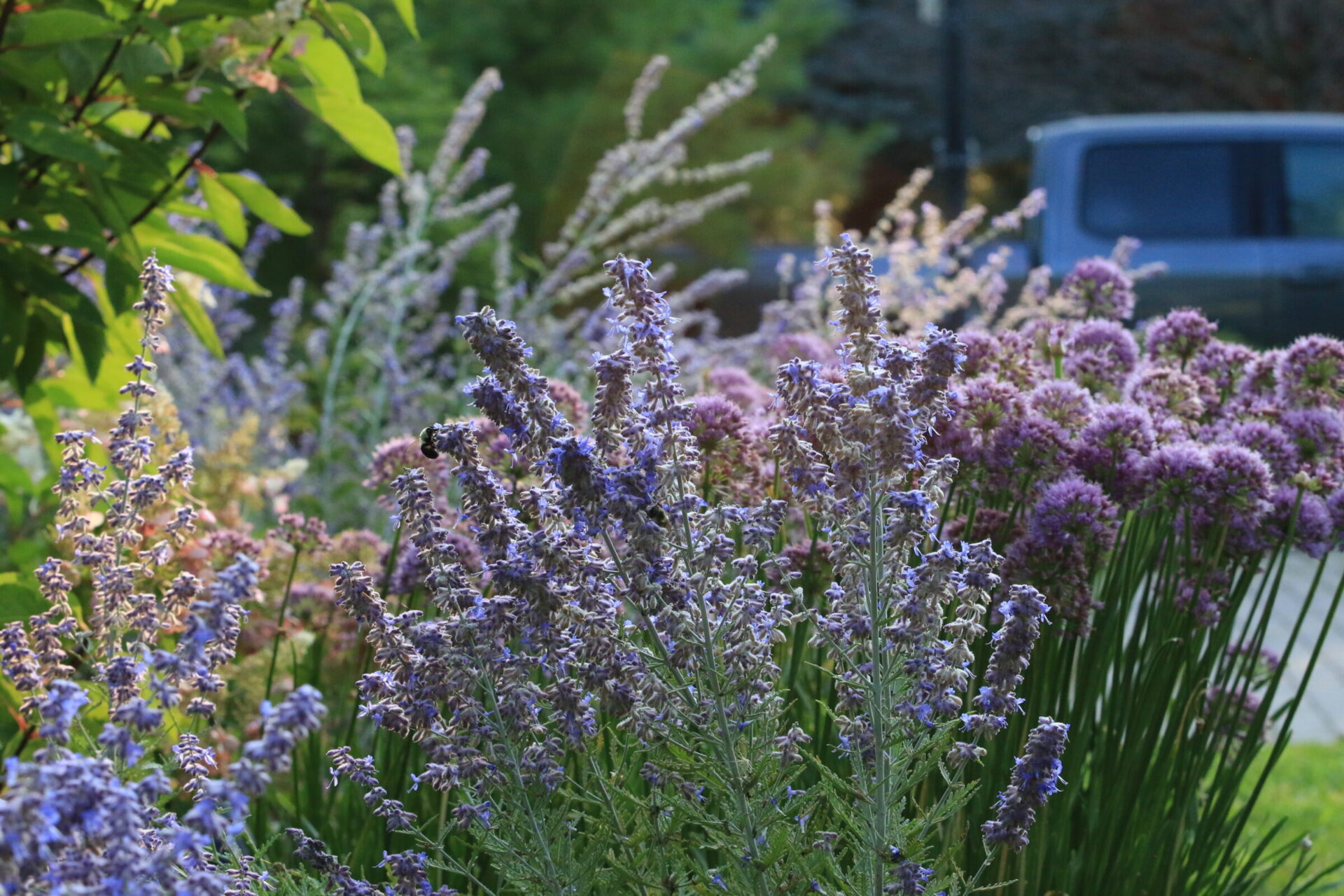 A garden with purple flowers in full bloom, surrounded by greenery, with a blurred blue vehicle in the background.