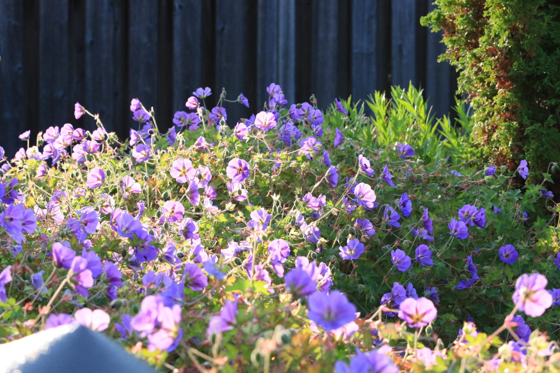 A garden with vibrant purple flowers in sunlight, surrounded by greenery and a wooden fence in the background. Peaceful natural setting.