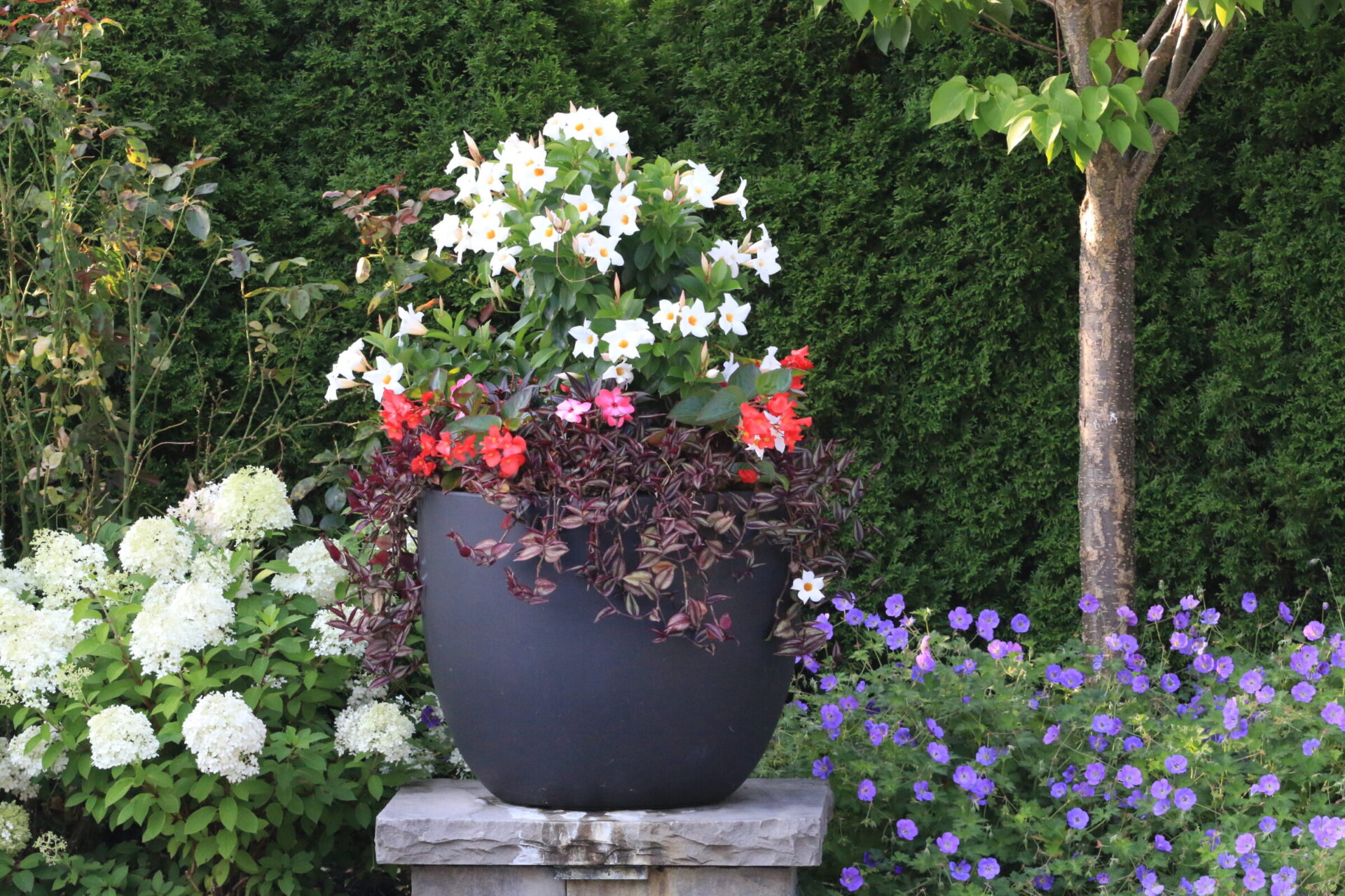 A large black planter filled with vibrant red and white flowers, surrounded by lush greenery and colorful blooms in a tranquil garden setting.